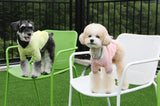 ALWAYS BE READY RAINBREAKER LITE / YELLOW - Miso and Friends - petshop