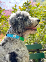 CANADA HANDCRAFTED MARTINGALE COLLAR / MAGENTA AND SILVER - Miso and Friends - petshop