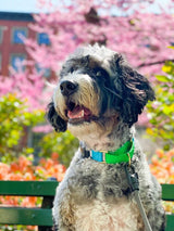 CANADA HANDCRAFTED MARTINGALE COLLAR / NAVY AND RED - Miso and Friends - petshop