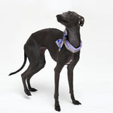 COOLING SCARF / MIX BERRY - Miso and Friends - petshop