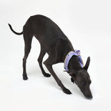 COOLING SCARF / MIX BERRY - Miso and Friends - petshop