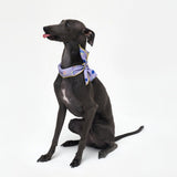 COOLING SCARF / MIX BERRY - Miso and Friends - petshop