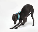COOLING SCARF / PISTACHIO - Miso and Friends - petshop