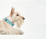 COOLING SCARF / PISTACHIO - Miso and Friends - petshop