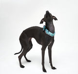 COOLING SCARF / PISTACHIO - Miso and Friends - petshop