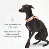 COOLING SCARF / VANILLA - Miso and Friends - petshop