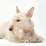 COOLING SCARF / VANILLA - Miso and Friends - petshop