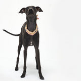 COOLING SCARF / VANILLA - Miso and Friends - petshop