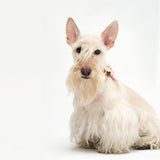 COOLING SCARF / VANILLA - Miso and Friends - petshop