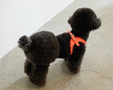DELIGHT HARNESS AND LEASH SET / ORANGE - Miso and Friends - petshop