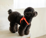 DELIGHT HARNESS AND LEASH SET / ORANGE - Miso and Friends - petshop