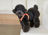 DELIGHT HARNESS AND LEASH SET / ORANGE - Miso and Friends - petshop