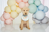 IT'S MY BIRTHDAY BIB / BLUE - Miso and Friends - petshop