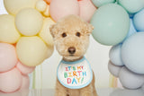 IT'S MY BIRTHDAY BIB / BLUE - Miso and Friends - petshop