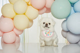 IT'S MY BIRTHDAY BIB / PINK - Miso and Friends - petshop