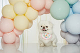 IT'S MY BIRTHDAY BIB / PINK - Miso and Friends - petshop