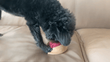 RED BEAN BUN NOSEWORK TOY - Miso and Friends - petshop