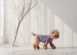 THE SOPHISTICATED STRIPED TEE / BLUE ORANGE - Miso and Friends - petshop