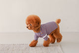 THE SOPHISTICATED STRIPED TEE / BLUE ORANGE - Miso and Friends - petshop
