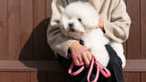 WE ARE TIGHT RIBBON COLLAR / FLAMINGO PINK - Miso and Friends - petshop