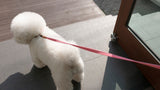 WE ARE TIGHT RIBBON LEASH / CHERRY TWIZZLE - Miso and Friends - petshop