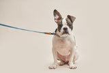 WE ARE TIGHT RIBBON LEASH / CLOUD BAY - Miso and Friends - petshop
