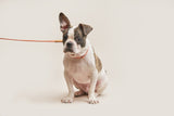 WE ARE TIGHT RIBBON COLLAR / CHERRY TWIZZLE - Miso and Friends - petshop